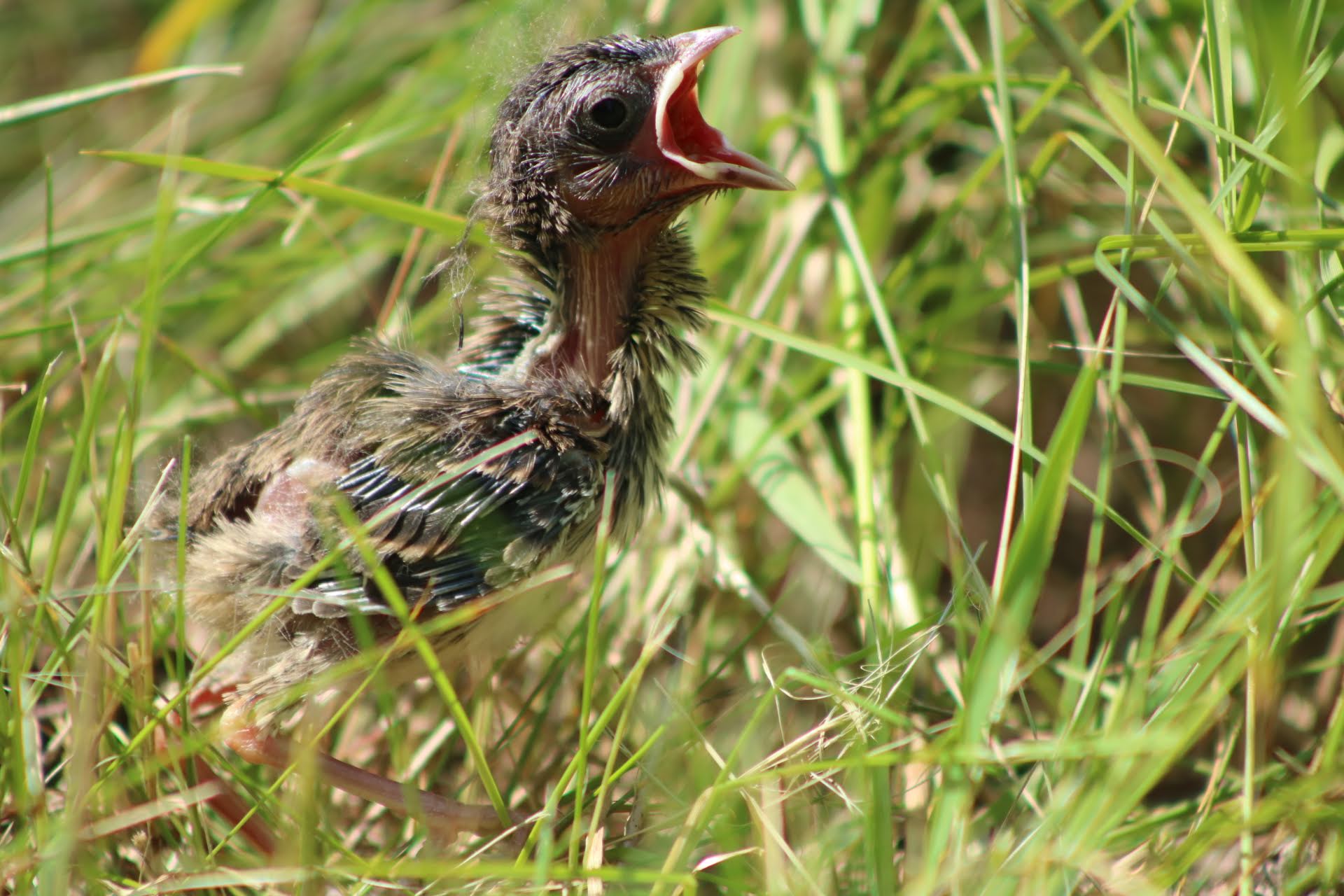 baby bird tweeting